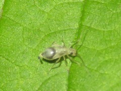 Stenopsocus stigmaticus