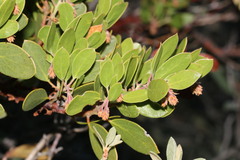 Arctostaphylos × benitoensis