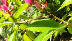 Nymphalidae