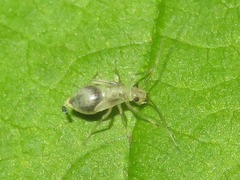 Stenopsocus stigmaticus