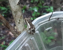 Trachycephalus vermiculatus