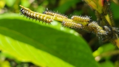 Nymphalidae