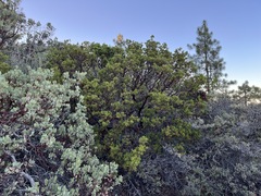 Arctostaphylos × benitoensis