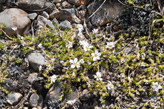 Pseudocherleria macrocarpa
