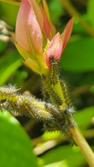 Nymphalidae