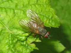 Helina impuncta