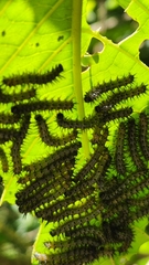 Nymphalidae