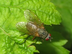 Helina impuncta