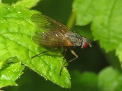 Helina impuncta