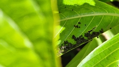 Nymphalidae