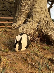 Oryctolagus cuniculus domesticus