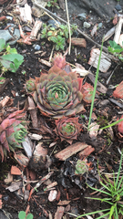 Sempervivum tectorum