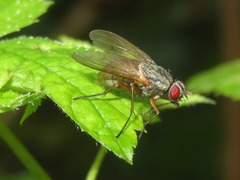 Helina impuncta
