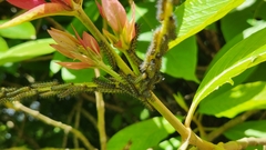 Nymphalidae