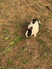 Oryctolagus cuniculus domesticus