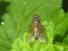 Helina impuncta
