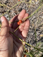 Asparagoideae