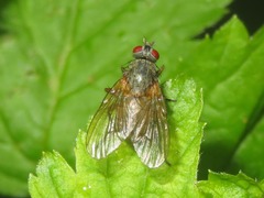 Helina impuncta