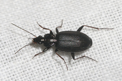 Agonum gracilipes