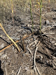 Asparagoideae