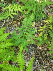 Phegopteris