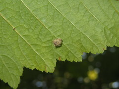 Pseudomallada flavifrons