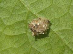 Pseudomallada flavifrons