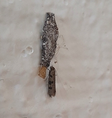 Tineinae