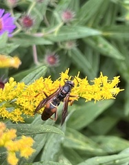 Polistes fuscatus