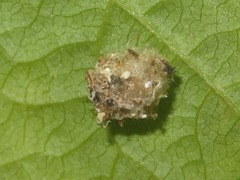 Pseudomallada flavifrons