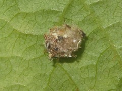 Pseudomallada flavifrons