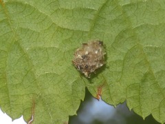 Pseudomallada flavifrons