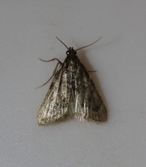 Aglossa