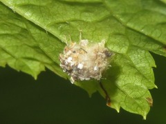 Pseudomallada flavifrons