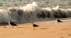 Larus fuscus