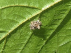 Pseudomallada flavifrons