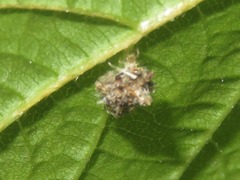 Pseudomallada flavifrons