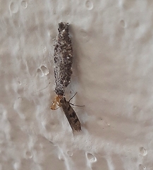 Tineinae