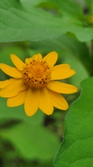Melampodium