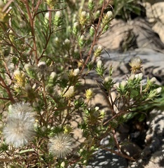Symphyotrichum ciliatum
