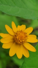 Melampodium