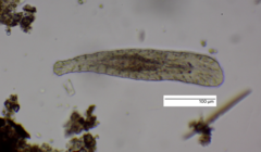 Macrostomum