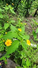 Melampodium