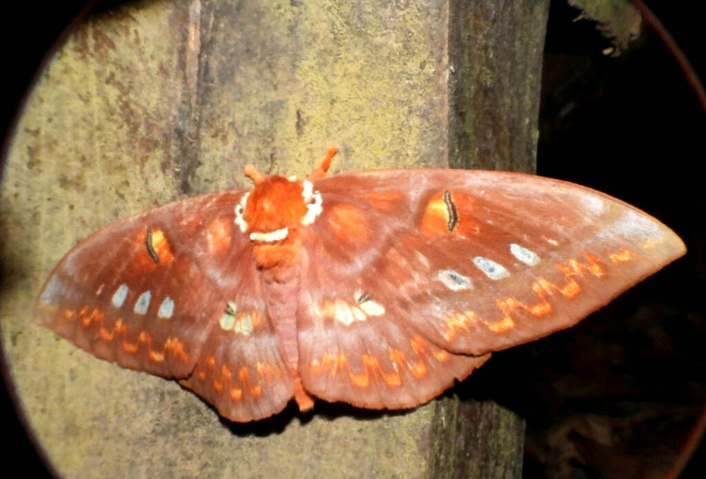 Procitheronia fenestrata