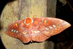 Procitheronia fenestrata