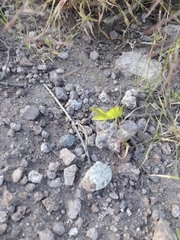 Bootettix argentatus