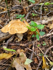Polyporus radicatus