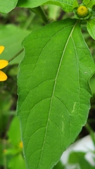 Melampodium