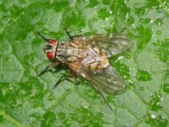 Phaonia valida
