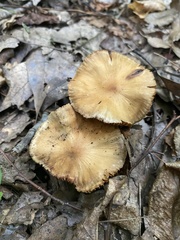 Cerioporus leptocephalus